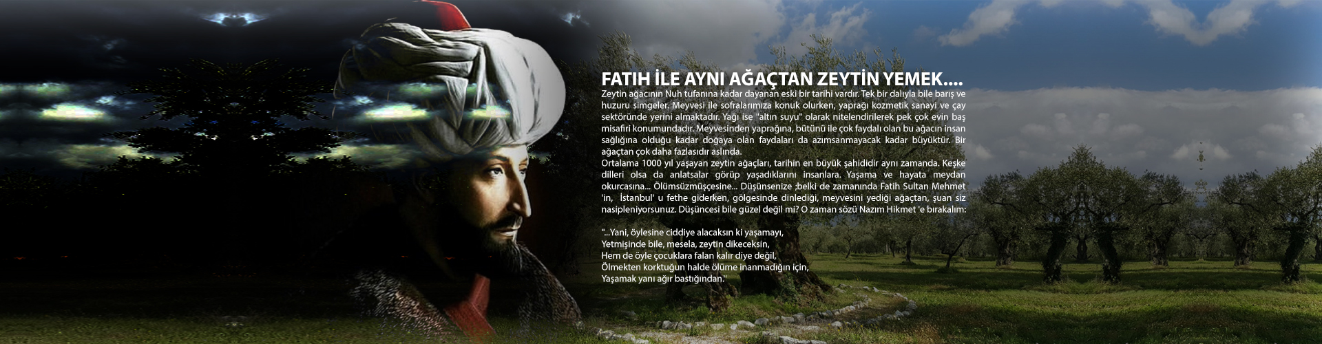 fatih sultan mehmet zeytin hikayesi